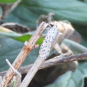 Utetheisa pulchelloides (Heliotrope Moth) at Theodore, ACT - 27 Feb 2025 by DavidDedenczuk