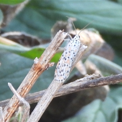 Utetheisa pulchelloides (Heliotrope Moth) at Theodore, ACT - 27 Feb 2025 by DavidDedenczuk