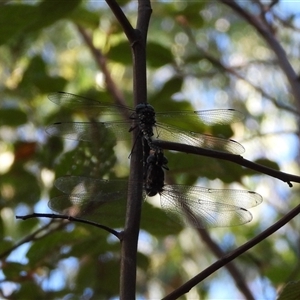 Austroaeschna multipunctata (Multi-spotted Darner) at Paddys River, ACT - 1 Mar 2025 by DavidDedenczuk