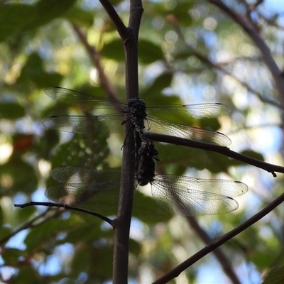 Austroaeschna multipunctata (Multi-spotted Darner) at Paddys River, ACT - 1 Mar 2025 by DavidDedenczuk