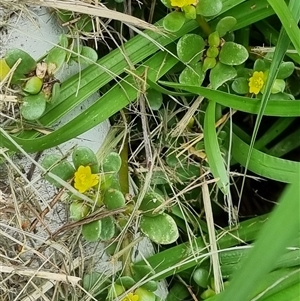 Portulaca oleracea at Copmanhurst, NSW - suppressed