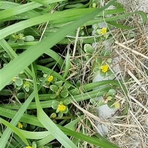 Portulaca oleracea at Copmanhurst, NSW - suppressed