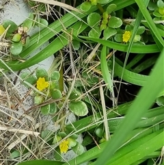 Portulaca oleracea at Copmanhurst, NSW - suppressed