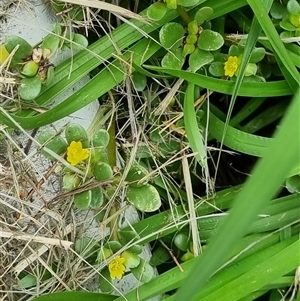 Portulaca oleracea at Copmanhurst, NSW - suppressed