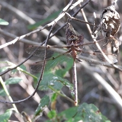 Telephlebia brevicauda (Southern Evening Darner) at Paddys River, ACT - 1 Mar 2025 by DavidDedenczuk