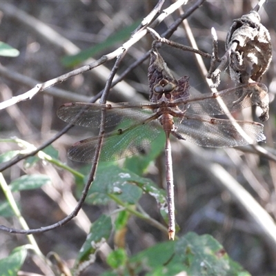 Telephlebia brevicauda (Southern Evening Darner) at Paddys River, ACT - 1 Mar 2025 by DavidDedenczuk