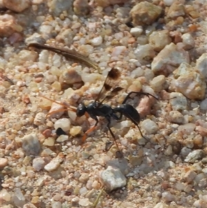 Pompilidae (family) at Paddys River, ACT - 1 Mar 2025 04:26 PM