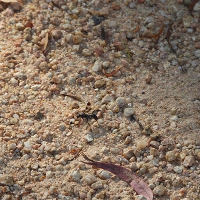 Pompilidae (family) (Unidentified Spider wasp) at Paddys River, ACT - 1 Mar 2025 by DavidDedenczuk