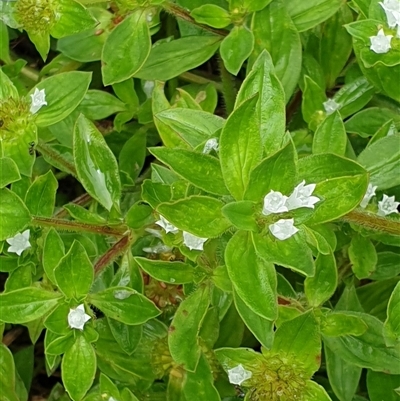 Unidentified Other Wildflower or Herb by MazzV