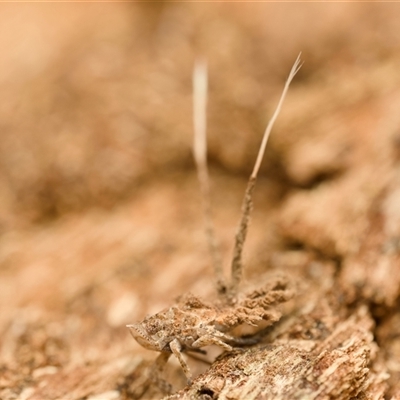 Platybrachys sp. (genus) at Bateau Bay, NSW - 28 Feb 2025 by chrissybeetlz