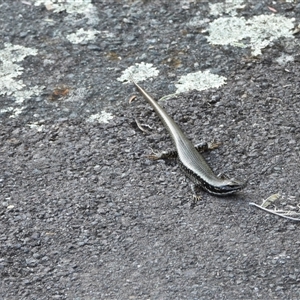 Eulamprus heatwolei (Yellow-bellied Water Skink) at Paddys River, ACT - 1 Mar 2025 by DavidDedenczuk