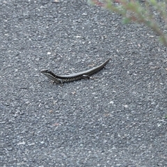 Eulamprus heatwolei at Paddys River, ACT - 1 Mar 2025 06:11 PM