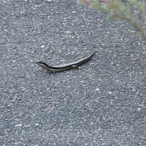 Eulamprus heatwolei at Paddys River, ACT - 1 Mar 2025 06:11 PM