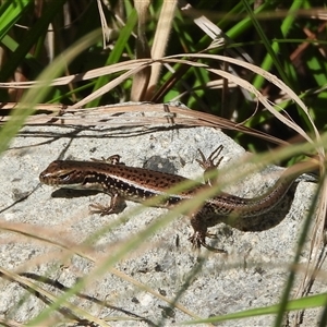 Eulamprus tympanum (Southern Water Skink) at Tennent, ACT - 2 Mar 2025 by DavidDedenczuk