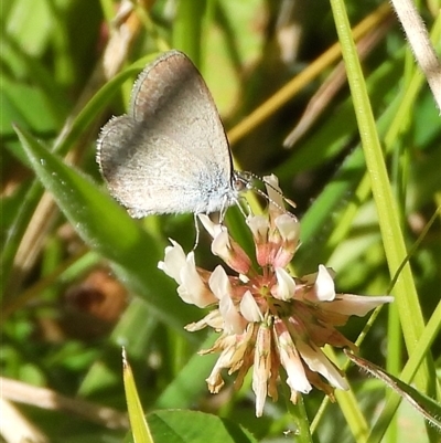 Zizina otis (Common Grass-Blue) at Tennent, ACT - 2 Mar 2025 by DavidDedenczuk