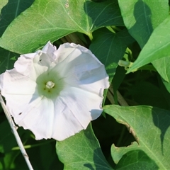 Calystegia silvatica (Giant Bindweed) at Killara, VIC - 2 Mar 2025 by KylieWaldon