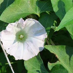 Calystegia silvatica at Killara, VIC - 2 Mar 2025 08:18 AM