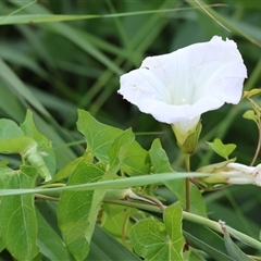 Calystegia silvatica at Killara, VIC - 2 Mar 2025 08:18 AM