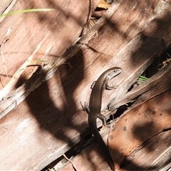 Pseudemoia entrecasteauxii (Woodland Tussock-skink) at Tennent, ACT - 2 Mar 2025 by DavidDedenczuk