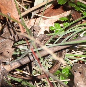 Lampropholis delicata at Tennent, ACT - 2 Mar 2025 10:37 AM