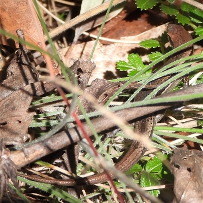 Lampropholis delicata (Delicate Skink) at Tennent, ACT - 2 Mar 2025 by DavidDedenczuk