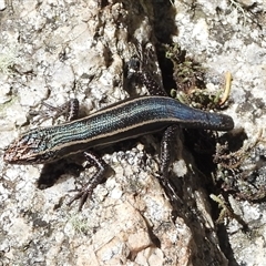 Pseudemoia spenceri (Spencer's Skink) at Cotter River, ACT - 2 Mar 2025 by DavidDedenczuk