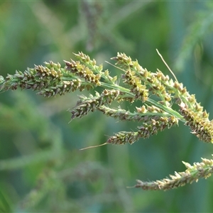 Echinochloa crus-galli (Barnyard Grass) at Killara, VIC - 2 Mar 2025 by KylieWaldon