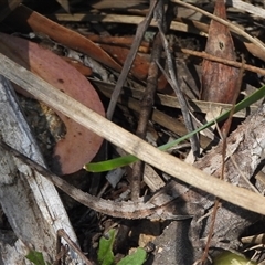 Rankinia diemensis (Mountain Dragon) at Cotter River, ACT - 2 Mar 2025 by DavidDedenczuk