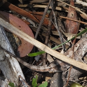 Rankinia diemensis (Mountain Dragon) at Cotter River, ACT - 2 Mar 2025 by DavidDedenczuk