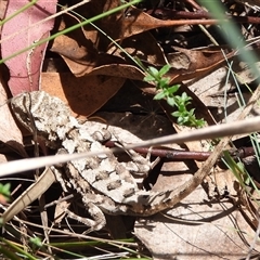 Rankinia diemensis at Cotter River, ACT - 2 Mar 2025 12:25 PM