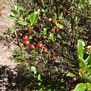 Coprosma hirtella (Currant Bush) at Cotter River, ACT - 2 Mar 2025 by DavidDedenczuk