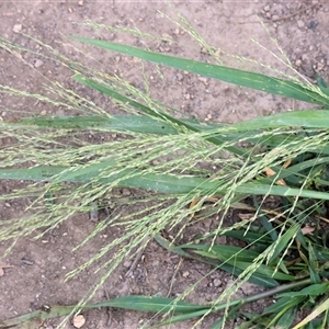 Panicum effusum at Killara, VIC - 2 Mar 2025 by KylieWaldon