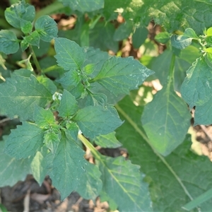 Solanum aviculare at Killara, VIC - 2 Mar 2025 by KylieWaldon