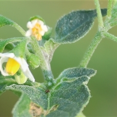 Solanum nigrum at Killara, VIC - 2 Mar 2025 08:22 AM