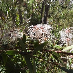 Clematis aristata (Mountain Clematis) at Cotter River, ACT - 2 Mar 2025 by DavidDedenczuk