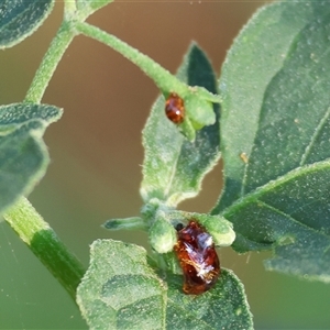 Solanum sp. at Killara, VIC - 2 Mar 2025 08:22 AM