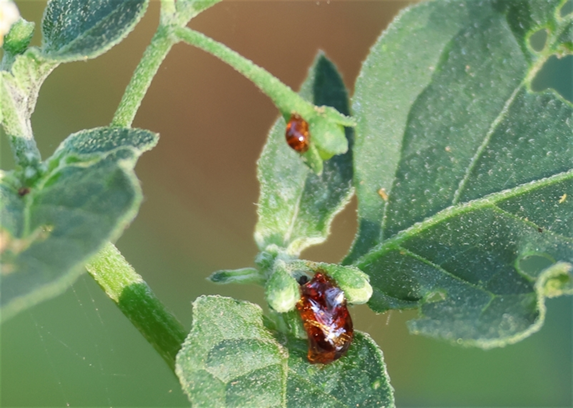 Solanum (genus) at Killara, VIC - 2 Mar 2025 08:22 AM