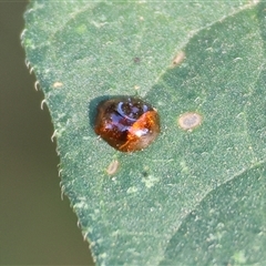 Solanum sp. at Killara, VIC - 2 Mar 2025 08:22 AM