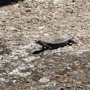 Egernia saxatilis intermedia at Cotter River, ACT - 2 Mar 2025 11:09 AM