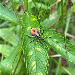 Amorbus sp. (genus) (Eucalyptus Tip bug) at Kambah, ACT - Today by GG