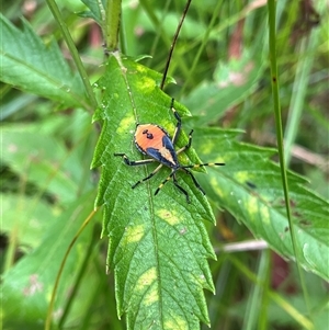 Amorbus (genus) (Eucalyptus Tip bug) at Kambah, ACT - 4 Mar 2025 by GG