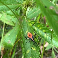Amorbus (genus) at Kambah, ACT - 4 Mar 2025 10:53 AM