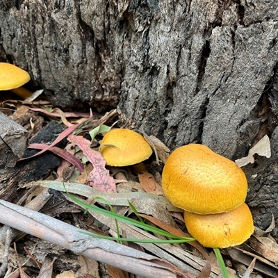 Gymnopilus junonius (Spectacular Rustgill) at Kambah, ACT - 4 Mar 2025 by GG