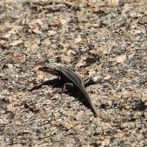 Pseudemoia spenceri at Cotter River, ACT - 2 Mar 2025 11:10 AM