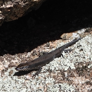 Egernia saxatilis intermedia at Cotter River, ACT - 2 Mar 2025 11:11 AM