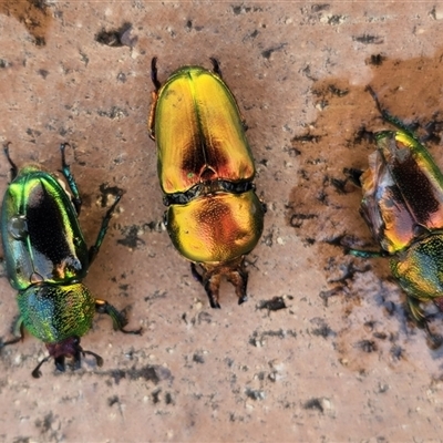 Lamprima aurata (Golden stag beetle) at Queanbeyan East, NSW - 4 Mar 2025 by NathanaelC