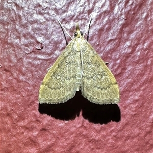 Metasia dicealis at Thredbo, NSW - 26 Feb 2025 08:57 PM