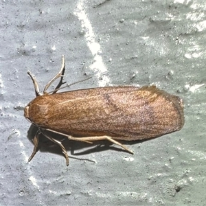 Lambula transcripta at Depot Beach, NSW - 18 Feb 2025 08:49 PM