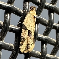 Merophyas therina (a Tortrix Moth) at Ainslie, ACT - 22 Jan 2025 by Pirom