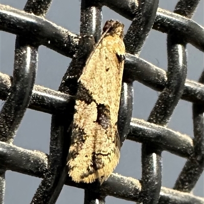 Merophyas therina (a Tortrix Moth) at Ainslie, ACT - 22 Jan 2025 by Pirom